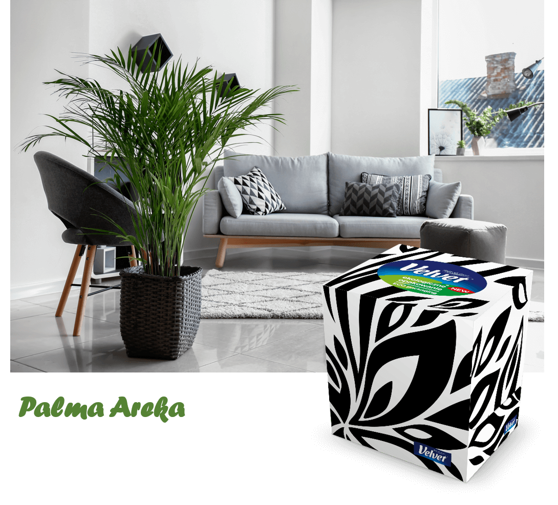 Nowoczesna, szara kanapa, fotel oraz roślina doniczkowa - prezentacja chusteczek higienicznych Velvet w biało-czarnym pudełku