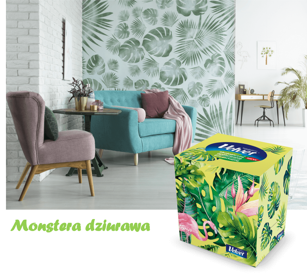 Room with two armchairs (pink and green) against a wallpaper with a plant pattern – a presentation of Velvet facial tissues in a box with a plant motif