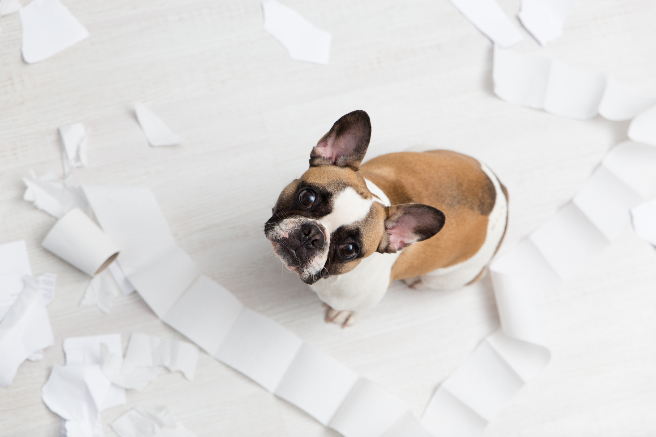 Pies siedzi na podłodze wśród listków ręcznika papierowego – usuń zbędną sierść z domu przy użyciu ręcznika papierowego Velvet.