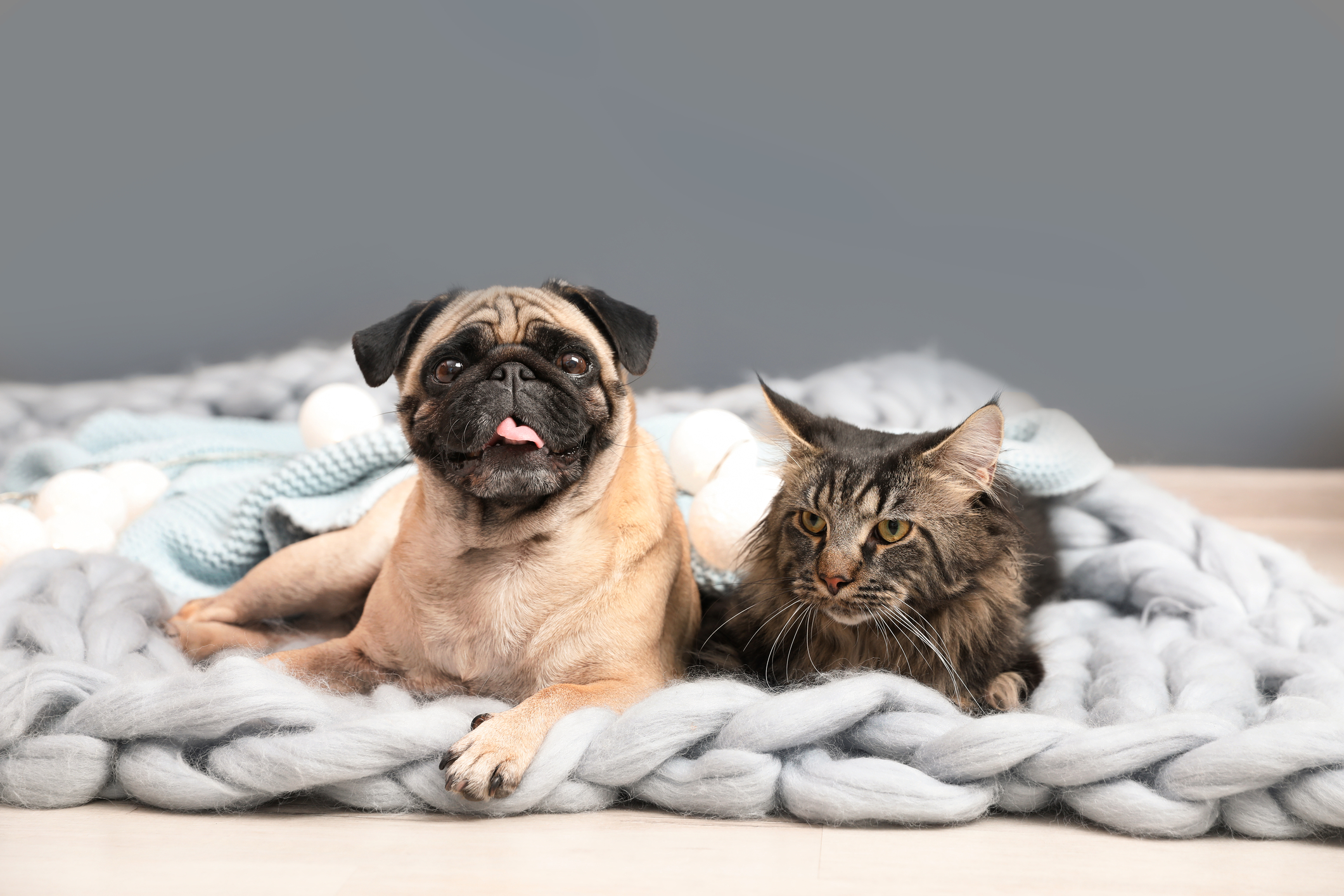 Pies i kot leżące na szarym kocu - do zdejmowania sierści zwierząt użyj ręcznika papierowego Velvet