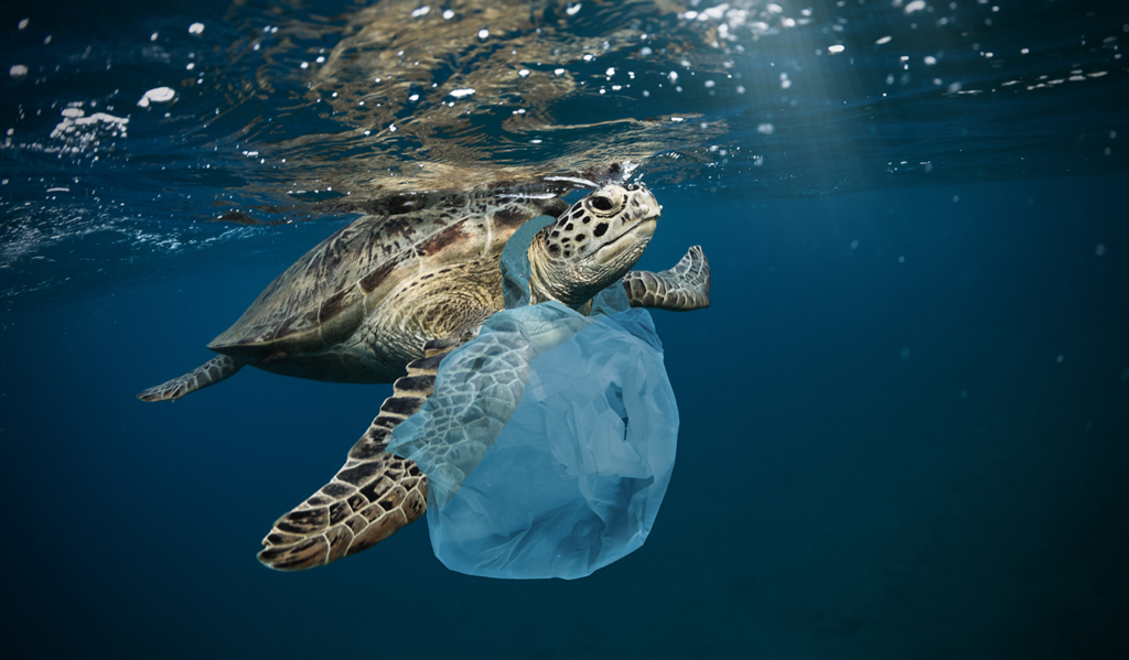 Turtle swimming in a polluted sea – EU Single-Use Plastics Directive – what is it about