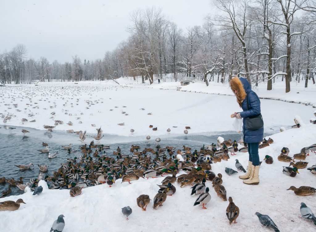 Kobieta w niebieskiej kurtce karmiąca kaczki zimą nad stawem