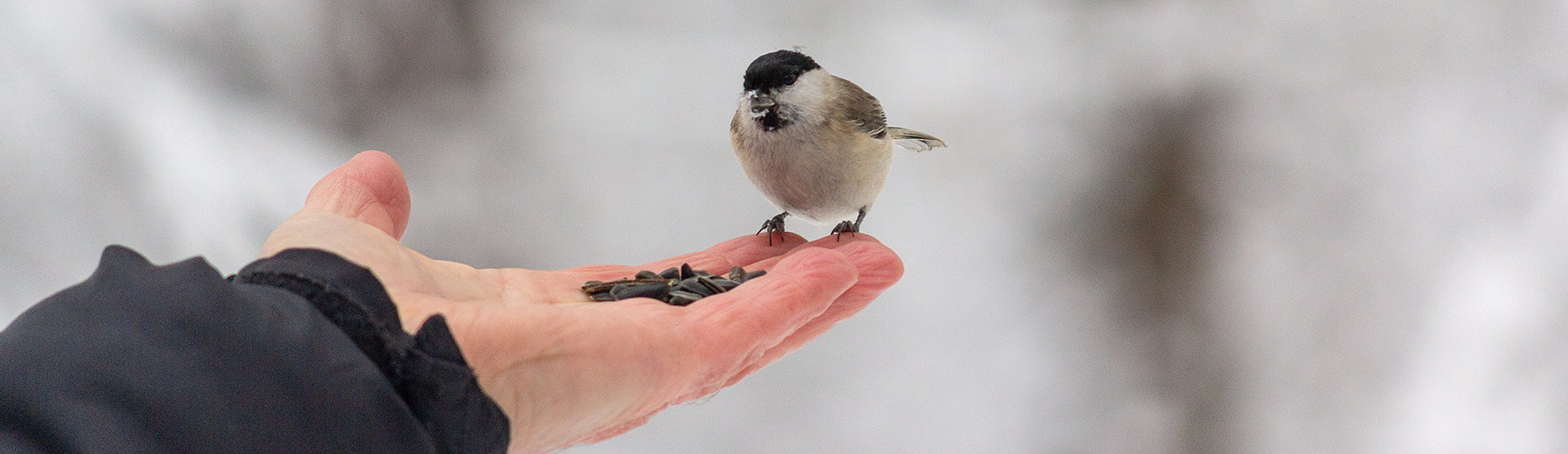 Jak dbać o ptaki zimą?