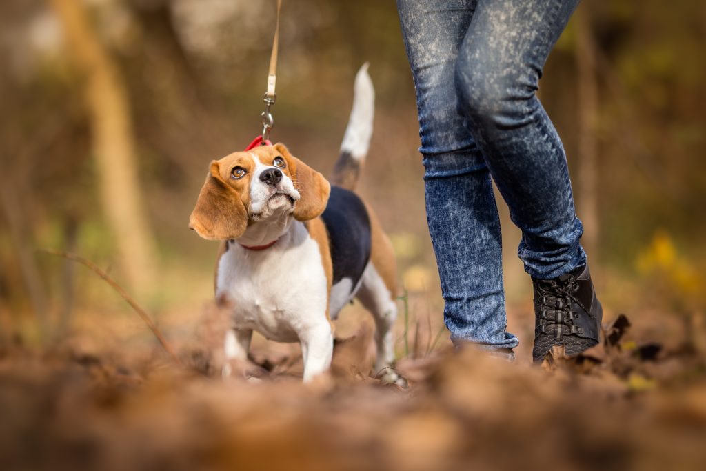 Międzynarodowy dzień Lasów – pies w lesie